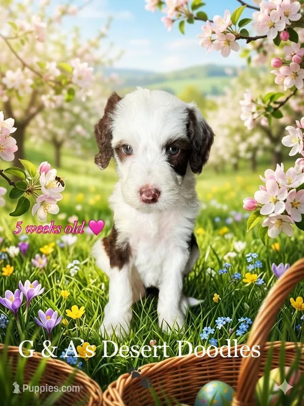 Miss Kulolo – Portuguese Water Dog, Poodle - Standard  puppy for sale in San Tan Valley, AZ