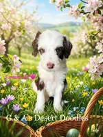 Miss Kulolo, a female Portuguese Water Dog and Poodle - Standard  for sale in San Tan Valley, AZ – Photo 1 of 8