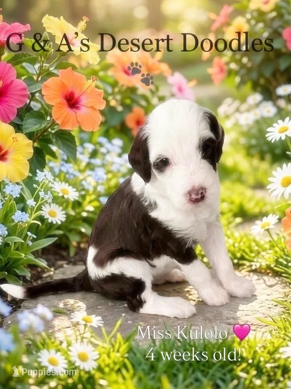 Miss Kulolo – Portuguese Water Dog, Poodle - Standard  puppy for sale in San Tan Valley, AZ