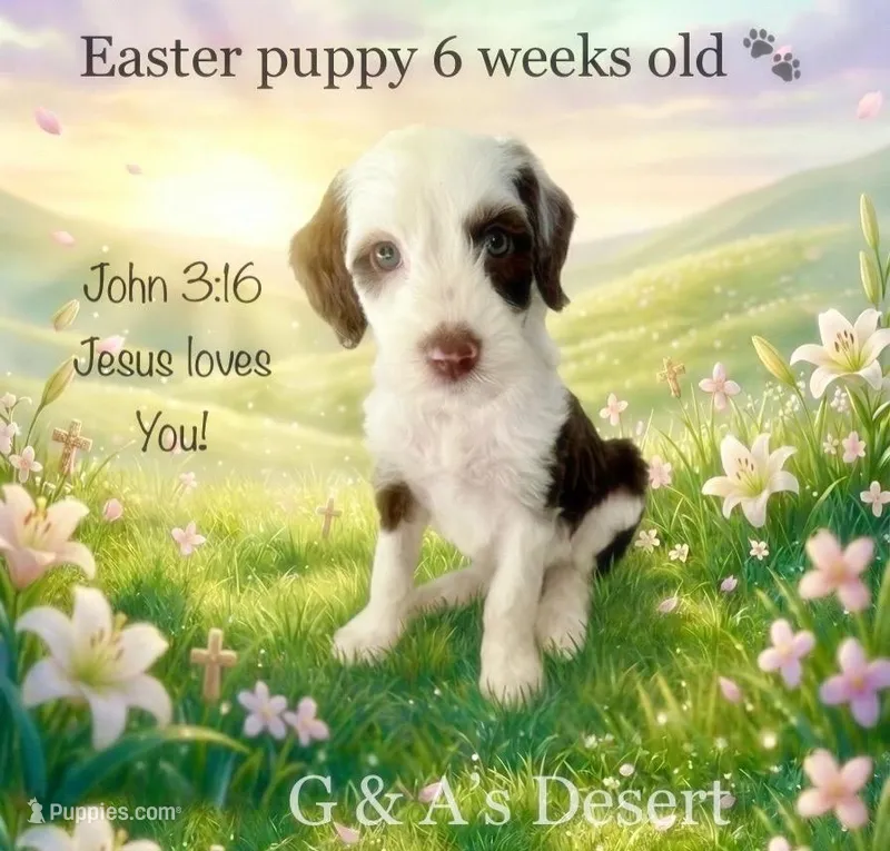 Miss Kulolo – Portuguese Water Dog, Poodle - Standard  puppy for sale in San Tan Valley, AZ