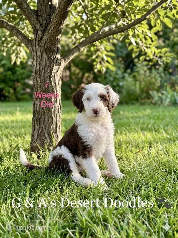 Miss Kulolo – Portuguese Water Dog, Poodle - Standard  puppy for sale in San Tan Valley, AZ
