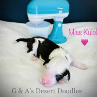 Miss Kulolo, a female Portuguese Water Dog and Poodle - Standard  for sale in San Tan Valley, AZ – Photo 4 of 7