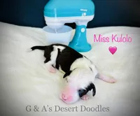 Kulolo, a female Portuguese Water Dog and Poodle - Standard  for sale in San Tan Valley, AZ – Photo 1 of 4