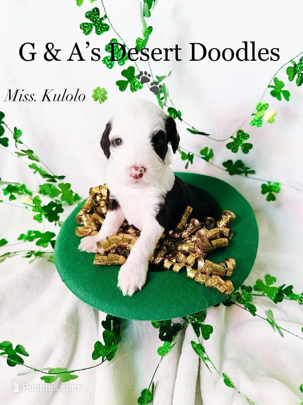 Kulolo – Portuguese Water Dog, Poodle - Standard  puppy for sale in San Tan Valley, AZ