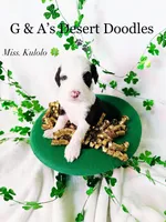 Miss Kulolo, a female Portuguese Water Dog and Poodle - Standard  for sale in San Tan Valley, AZ – Photo 2 of 7