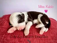 Miss Kulolo, a female Portuguese Water Dog and Poodle - Standard  for sale in San Tan Valley, AZ – Photo 3 of 7