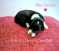 Miss Gannache, a female Portuguese Water Dog and Poodle - Standard  for sale in San Tan Valley, AZ – Photo 3 of 7