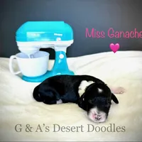 Miss Gannache, a female Portuguese Water Dog and Poodle - Standard  for sale in San Tan Valley, AZ – Photo 4 of 7