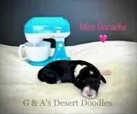 Gannache, a female Portuguese Water Dog and Poodle - Standard  for sale in San Tan Valley, AZ – Photo 1 of 4