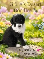 Miss Gannache, a female Portuguese Water Dog and Poodle - Standard  for sale in San Tan Valley, AZ – Photo 1 of 7