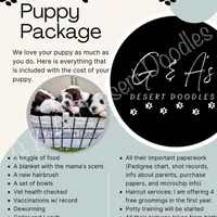 Miss Gannache, a female Portuguese Water Dog and Poodle - Standard  for sale in San Tan Valley, AZ – Photo 7 of 7