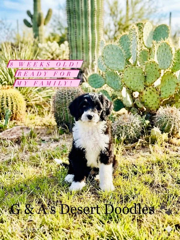 Miss Ganache – Portuguese Water Dog, Poodle - Standard  puppy for sale in San Tan Valley, AZ