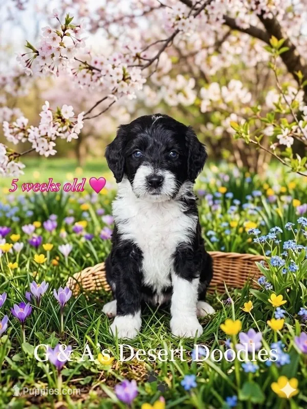 Miss Ganache – Portuguese Water Dog, Poodle - Standard  puppy for sale in San Tan Valley, AZ