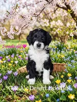 Miss Ganache, a female Portuguese Water Dog and Poodle - Standard  for sale in San Tan Valley, AZ – Photo 1 of 8