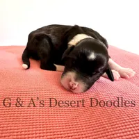 Miss Gannache, a female Portuguese Water Dog and Poodle - Standard  for sale in San Tan Valley, AZ – Photo 5 of 7