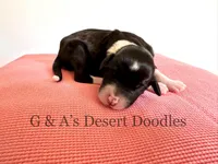 Gannache, a female Portuguese Water Dog and Poodle - Standard  for sale in San Tan Valley, AZ – Photo 2 of 4