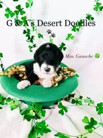Miss Gannache, a female Portuguese Water Dog and Poodle - Standard  for sale in San Tan Valley, AZ – Photo 2 of 7