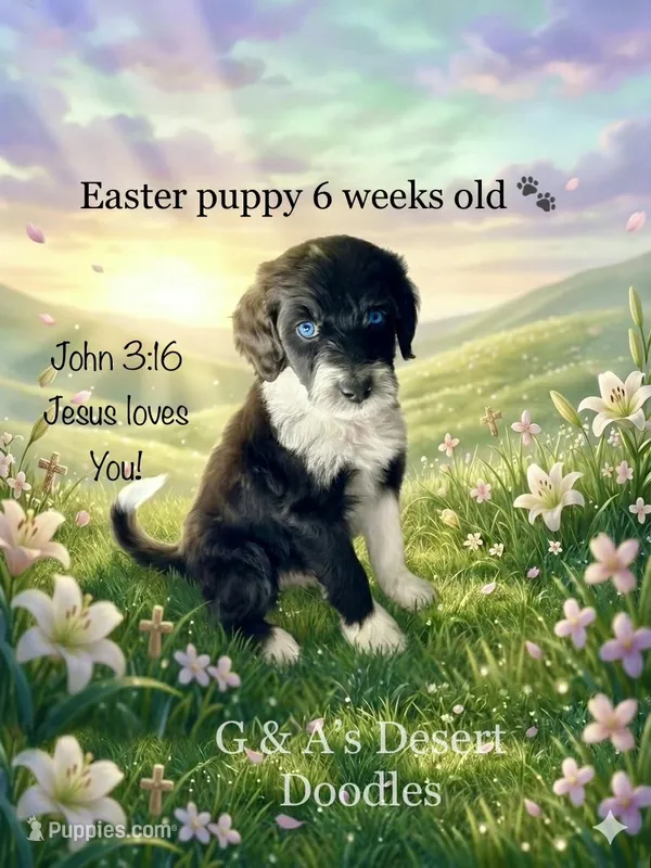 Miss Ganache – Portuguese Water Dog, Poodle - Standard  puppy for sale in San Tan Valley, AZ