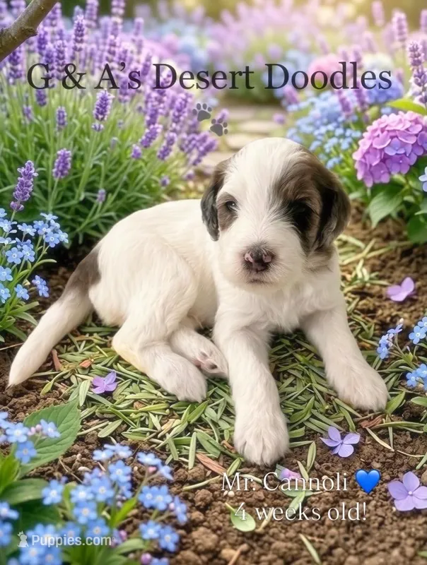 Mr. Cannoli – Portuguese Water Dog, Poodle - Standard  puppy for sale in San Tan Valley, AZ