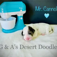 Mr. Cannoli, a male Portuguese Water Dog and Poodle - Standard  for sale in San Tan Valley, AZ – Photo 4 of 6