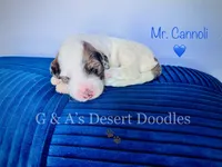 Mr. Cannoli, a male Portuguese Water Dog and Poodle - Standard  for sale in San Tan Valley, AZ – Photo 3 of 6