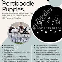 Mr. Cannoli, a male Portuguese Water Dog and Poodle - Standard  for sale in San Tan Valley, AZ – Photo 5 of 6