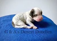 Cannoli, a male Portuguese Water Dog and Poodle - Standard  for sale in San Tan Valley, AZ – Photo 2 of 4