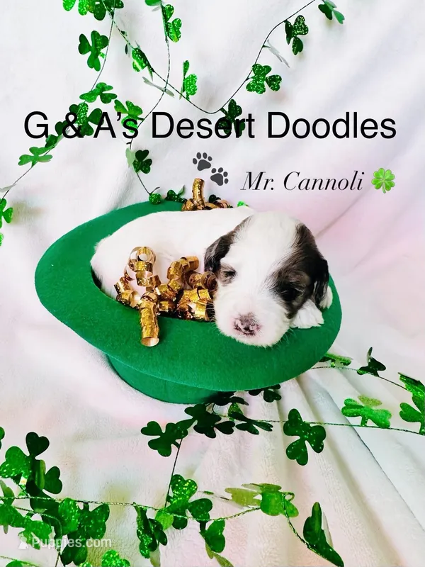 Cannoli – Portuguese Water Dog, Poodle - Standard  puppy for sale in San Tan Valley, AZ