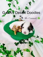 Mr. Cannoli, a male Portuguese Water Dog and Poodle - Standard  for sale in San Tan Valley, AZ – Photo 2 of 6