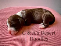 Eclair, a female Portuguese Water Dog and Poodle - Standard  for sale in San Tan Valley, AZ – Photo 2 of 4