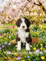 Miss Eclair, a female Portuguese Water Dog and Poodle - Standard  for sale in San Tan Valley, AZ – Photo 1 of 8