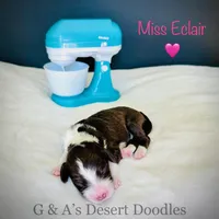 Miss Eclair, a female Portuguese Water Dog and Poodle - Standard  for sale in San Tan Valley, AZ – Photo 4 of 7