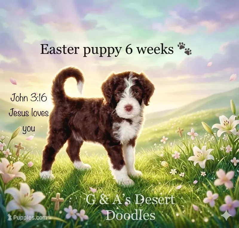 Miss Eclair – Portuguese Water Dog, Poodle - Standard  puppy for sale in San Tan Valley, AZ