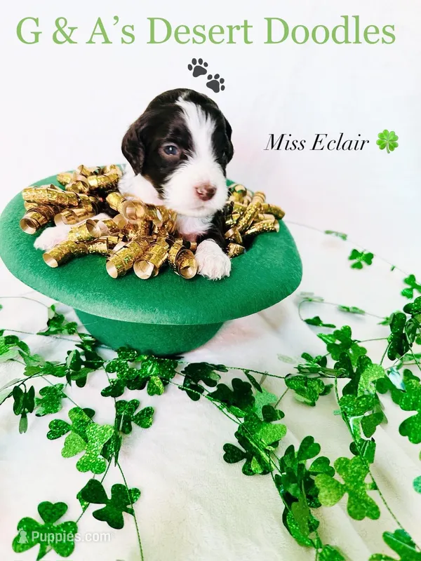 Eclair – Portuguese Water Dog, Poodle - Standard  puppy for sale in San Tan Valley, AZ