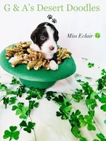 Miss Eclair, a female Portuguese Water Dog and Poodle - Standard  for sale in San Tan Valley, AZ – Photo 2 of 7