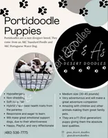 Eclair, a female Portuguese Water Dog and Poodle - Standard  for sale in San Tan Valley, AZ – Photo 3 of 4