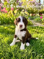 Miss Eclair, a female Portuguese Water Dog and Poodle - Standard  for sale in San Tan Valley, AZ – Photo 1 of 7