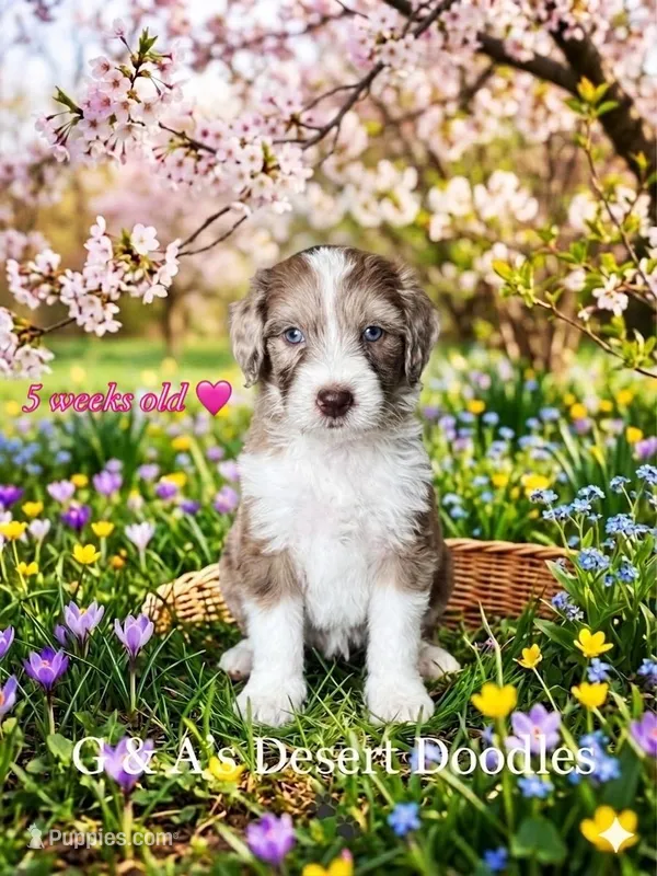 Miss Toffee – Portuguese Water Dog, Poodle - Standard  puppy for sale in San Tan Valley, AZ