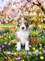 Miss Toffee, a female Portuguese Water Dog and Poodle - Standard  for sale in San Tan Valley, AZ – Photo 1 of 8