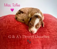 Miss Toffee, a female Portuguese Water Dog and Poodle - Standard  for sale in San Tan Valley, AZ – Photo 3 of 7