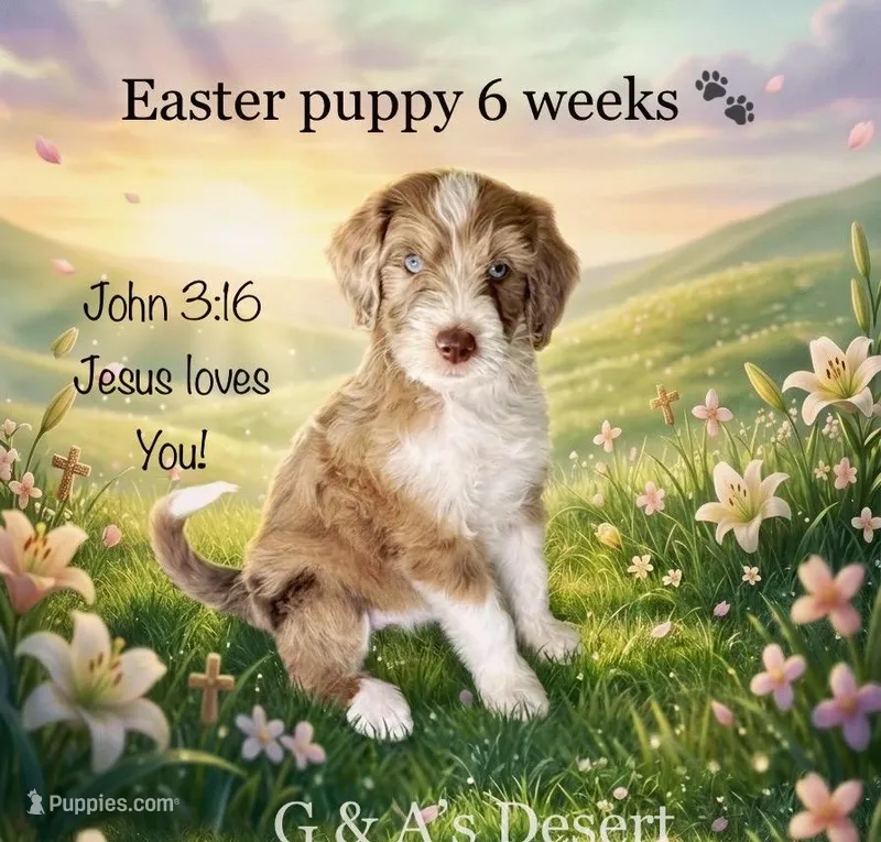 Miss Toffee – Portuguese Water Dog, Poodle - Standard  puppy for sale in San Tan Valley, AZ