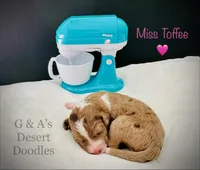 Toffee, a female Portuguese Water Dog and Poodle - Standard  for sale in San Tan Valley, AZ – Photo 1 of 4