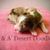 Miss Toffee, a female Portuguese Water Dog and Poodle - Standard  for sale in San Tan Valley, AZ – Photo 5 of 7