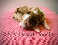 Toffee, a female Portuguese Water Dog and Poodle - Standard  for sale in San Tan Valley, AZ – Photo 2 of 4