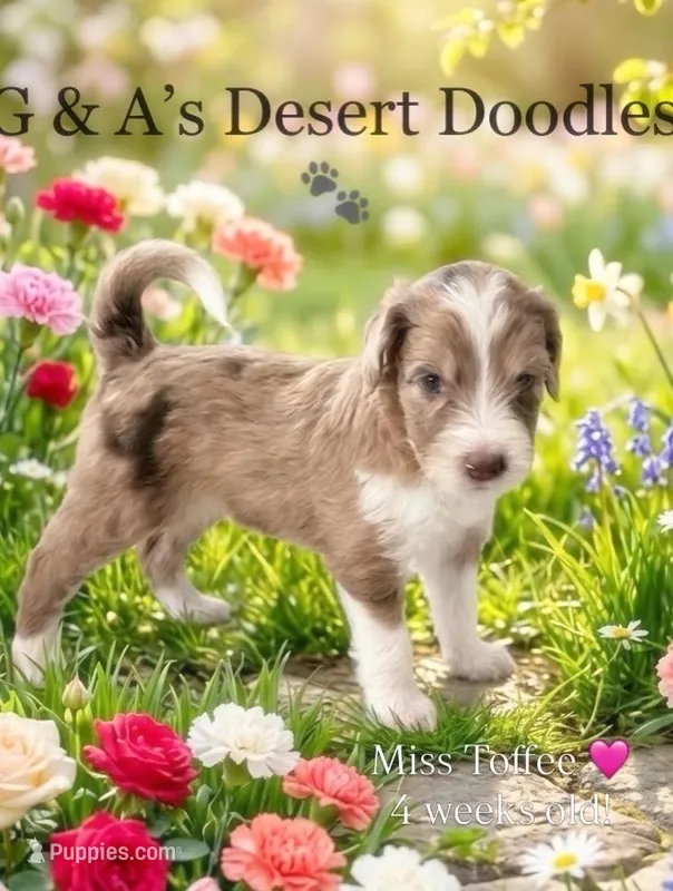 Miss Toffee – Portuguese Water Dog, Poodle - Standard  puppy for sale in San Tan Valley, AZ
