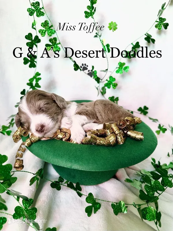 Toffee – Portuguese Water Dog, Poodle - Standard  puppy for sale in San Tan Valley, AZ