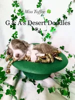 Miss Toffee, a female Portuguese Water Dog and Poodle - Standard  for sale in San Tan Valley, AZ – Photo 2 of 7