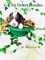 Mr. Macaroon, a male Portuguese Water Dog and Poodle - Standard  for sale in San Tan Valley, AZ – Photo 2 of 7
