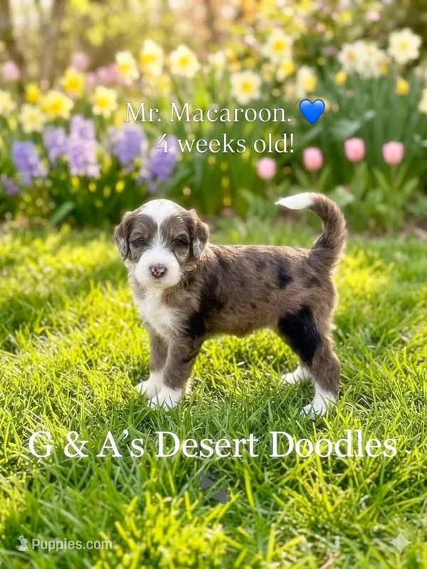 Mr. Macaroon – Portuguese Water Dog, Poodle - Standard  puppy for sale in San Tan Valley, AZ