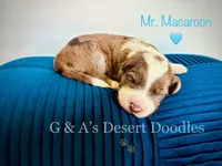 Mr. Macaroon, a male Portuguese Water Dog and Poodle - Standard  for sale in San Tan Valley, AZ – Photo 3 of 7